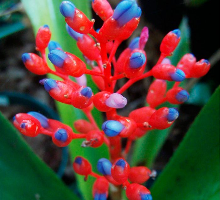 Aechmea rojo mate