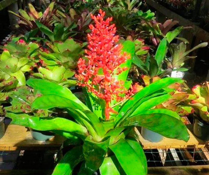 Aechmea splendens