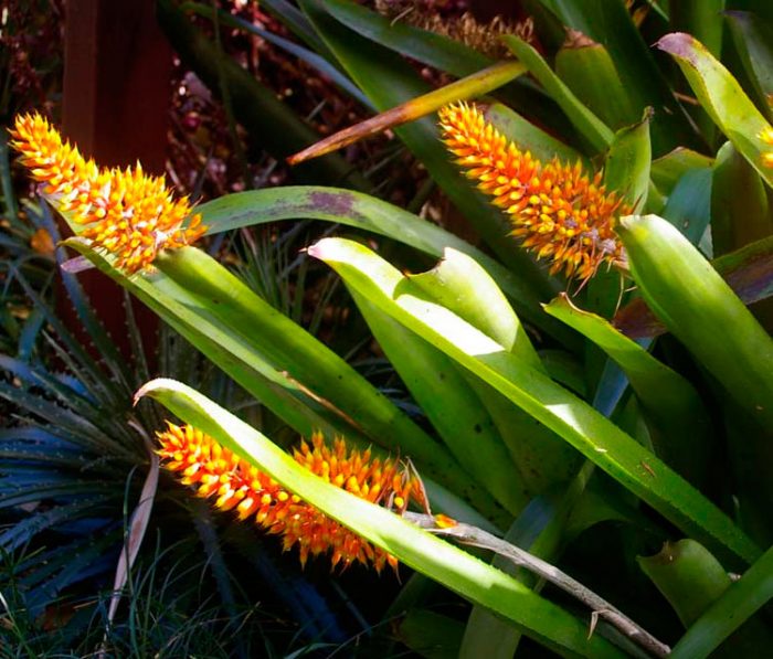 Aechmea caudatum