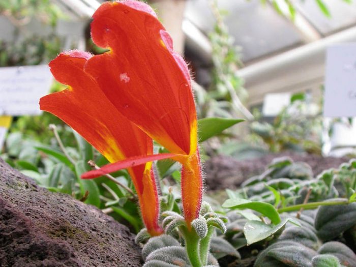 Columnea Gloriosa