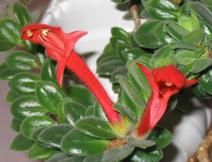Columnea de color rojo sangre