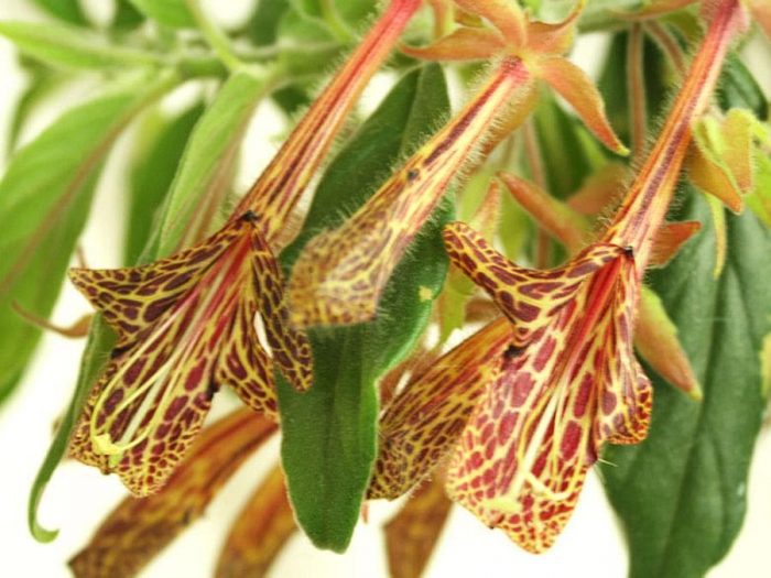 Columnea Shida