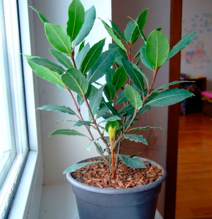 Cuidado del laurel en casa