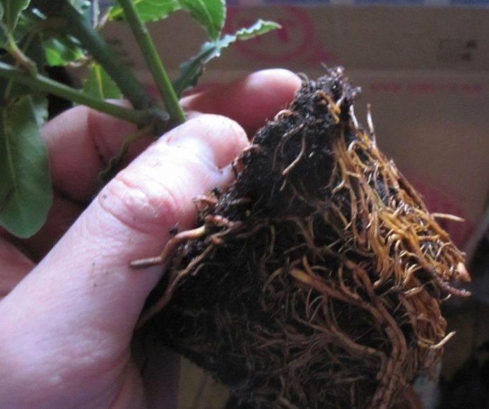 Trasplante de laurel