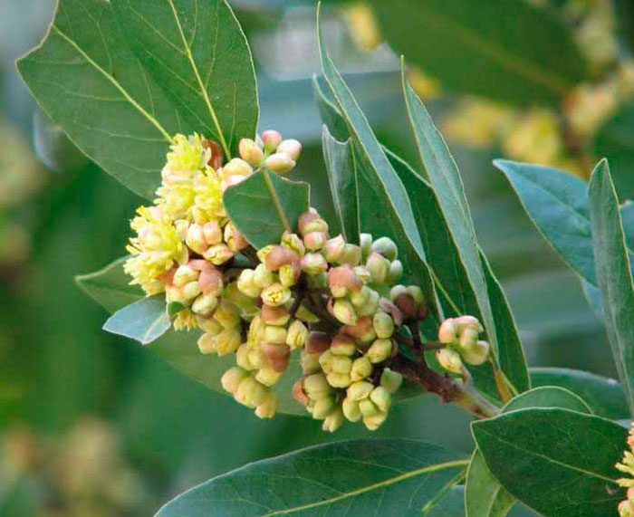 Laurel de las Azores