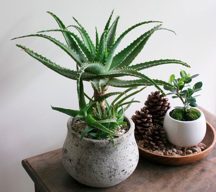 Cuidado del aloe en casa