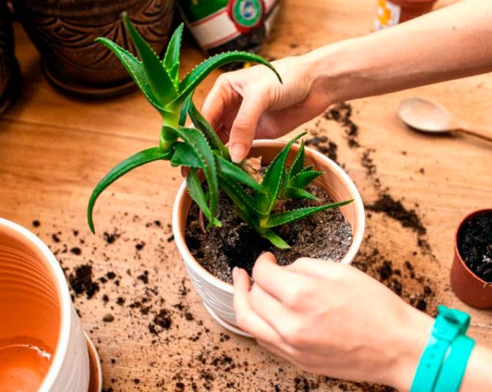 Trasplante de aloe