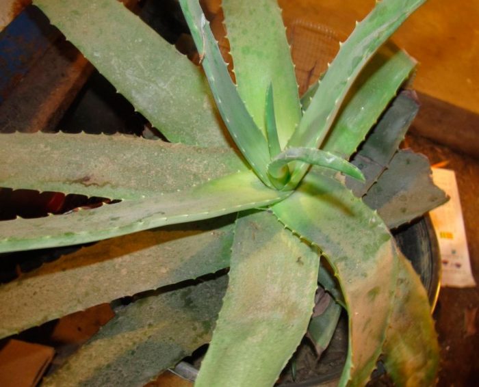 Enfermedades y plagas del aloe