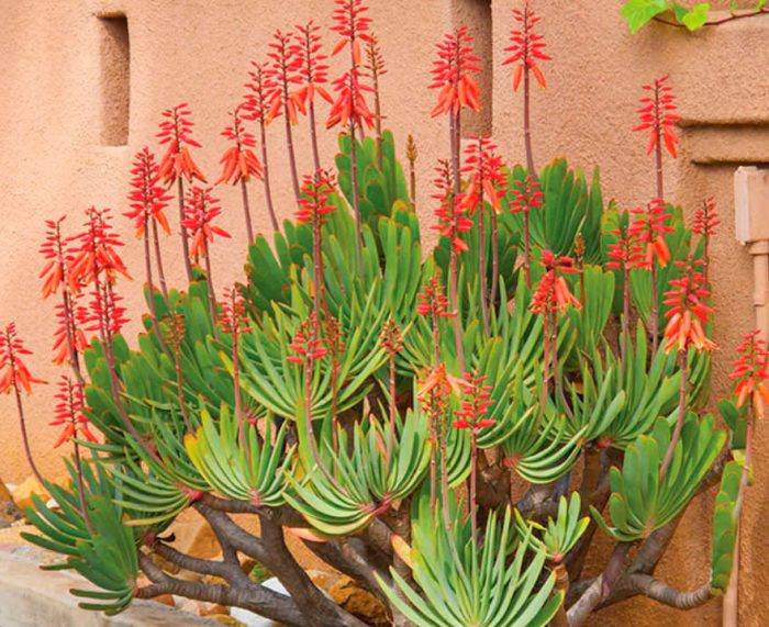 Abanico de aloe