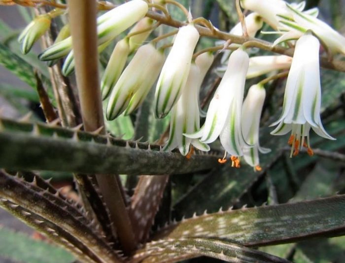 Aloe albiflora