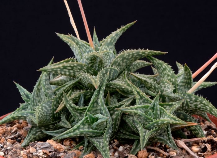 Aloe Descoingsa