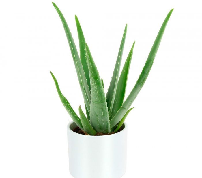 Aloe vera