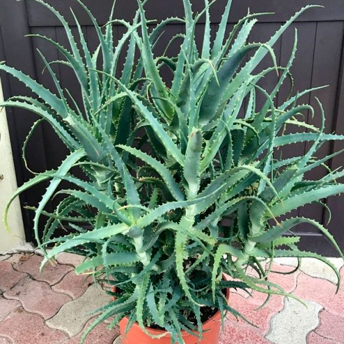Aloe arborescens