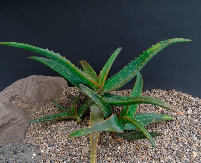 Aloe camperi