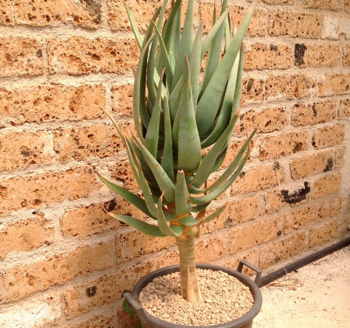 Aloe dichotoma