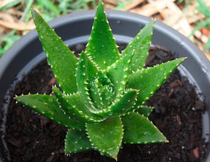 Aloe capítulo