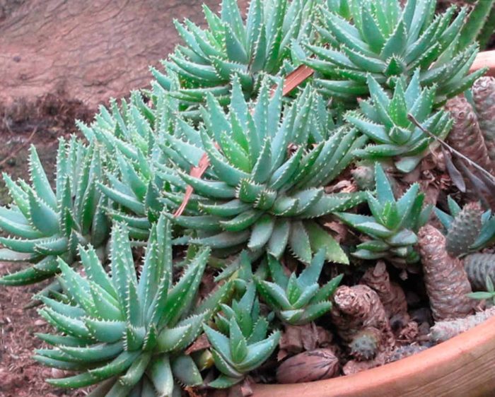 Aloe brevifolia