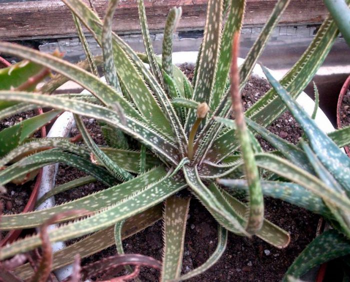 El aloe es hermoso