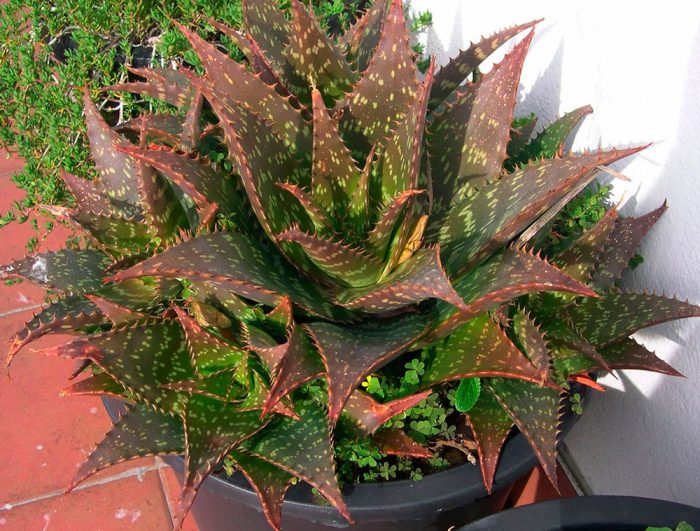 Jabón de aloe