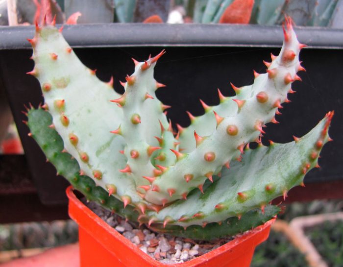 Aloe Marlotii