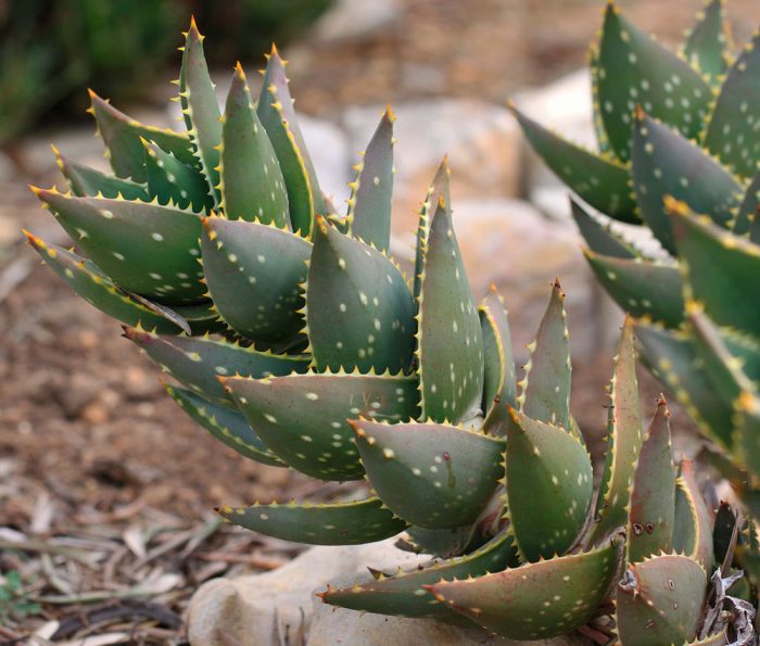 Aloe vera