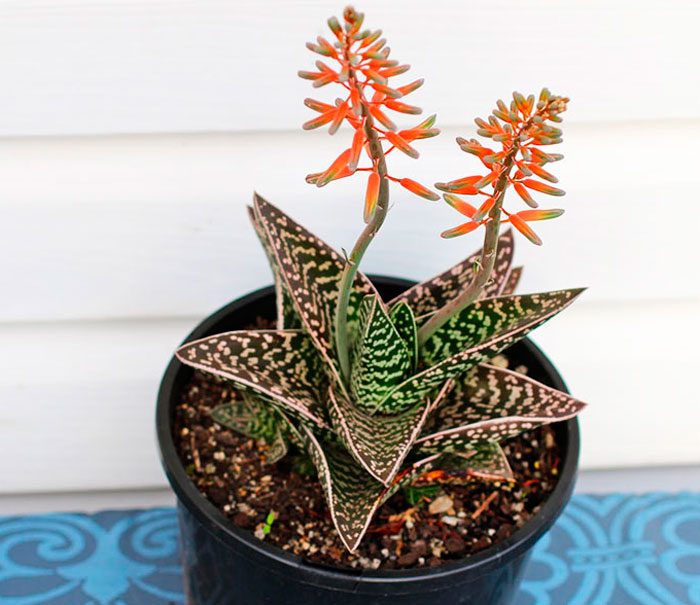 Aloe tigris
