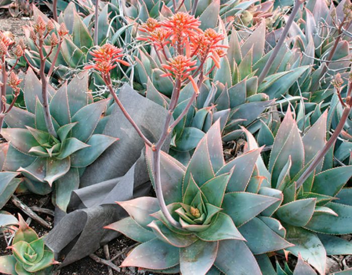 Aloe estriado