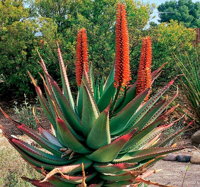 Aloe ferox