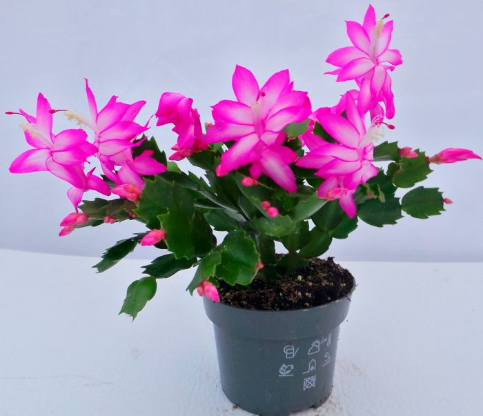 Características del Zygocactus