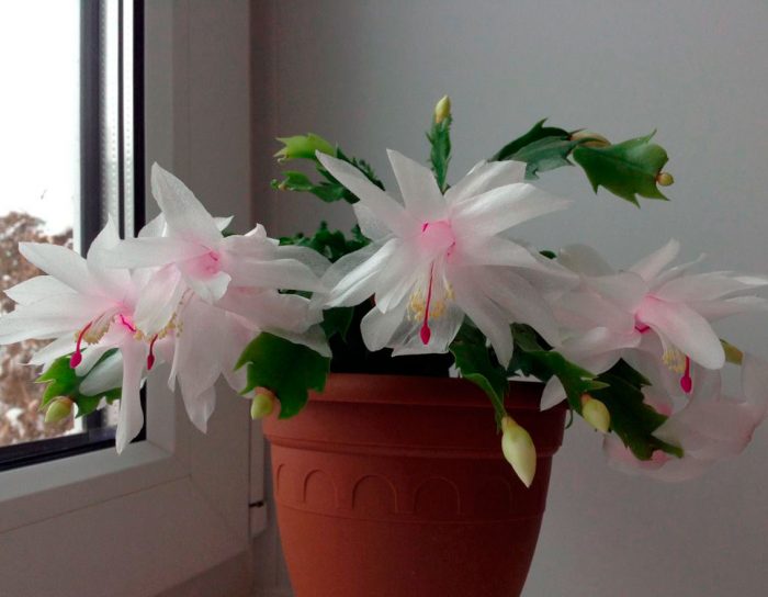 blanco