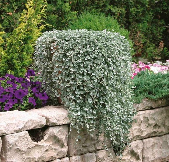 Características de la dichondra ampelosa