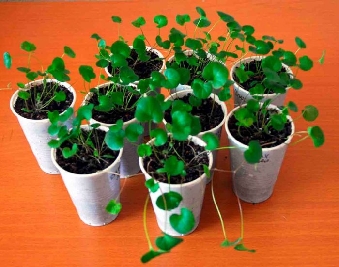 Cultivo de plántulas