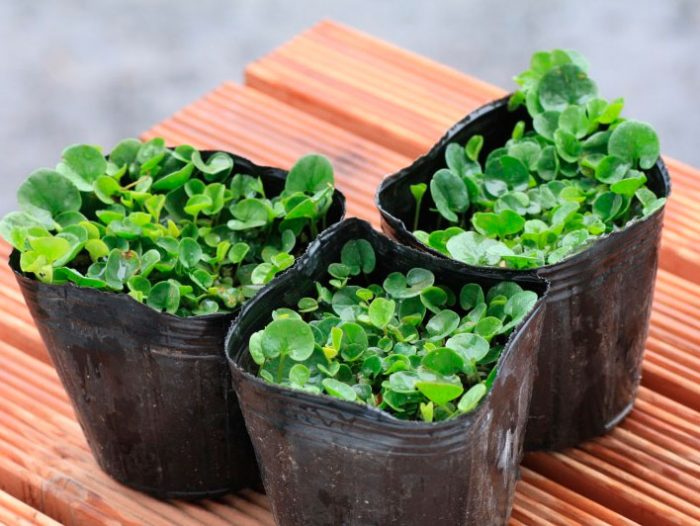 Cultivo de dichondra a partir de semillas