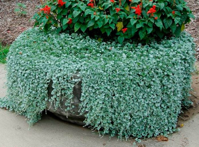 Cuidado de la dichondra en el jardín
