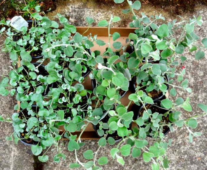 Plantación de dichondra en campo abierto