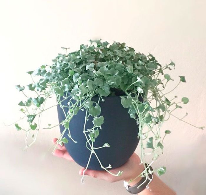 Cuidado de dichondra en casa