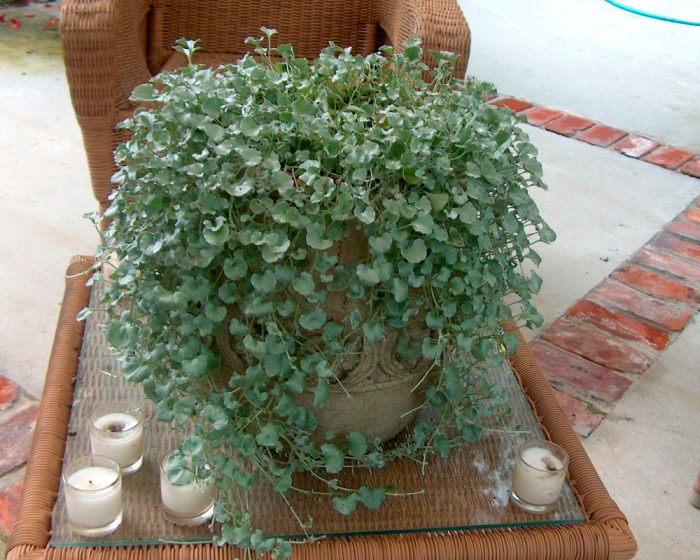 Dichondra - foto, cuidados, especie, descripción, propagación, planta de interior