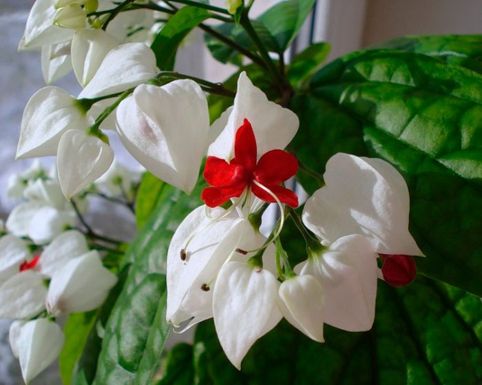 Cuidado del clerodendrum en casa