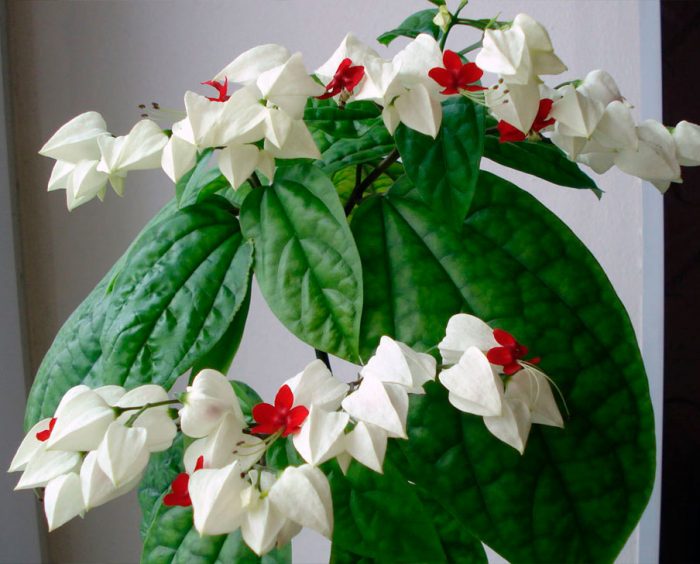 Características de Clerodendrum