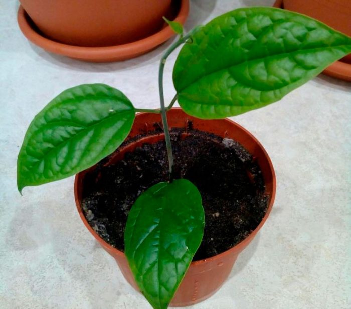 Creciendo de semilla
