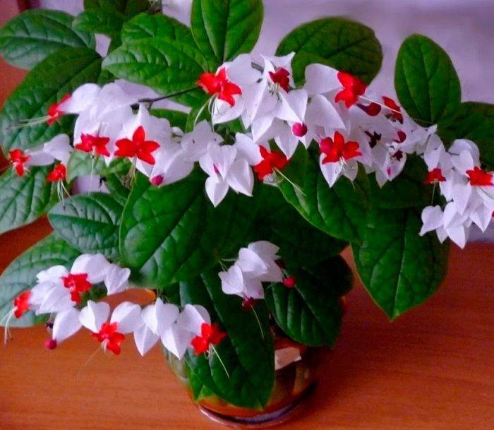 El clerodendrum no florece