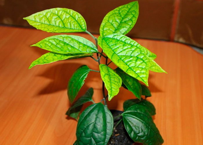 El clerodendrum se vuelve amarillo