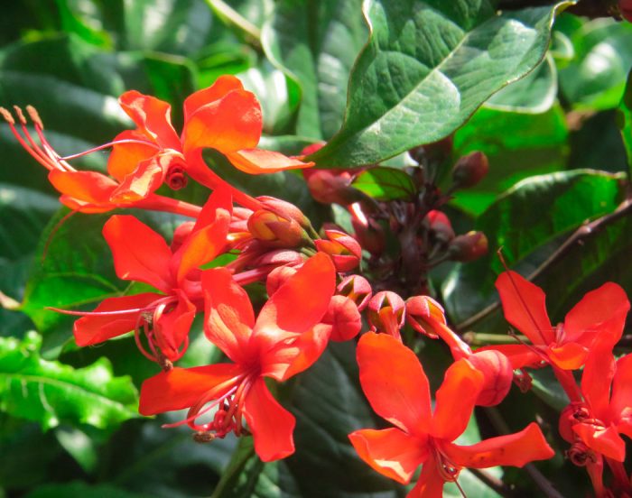 Clerodendrum splendens