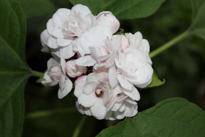Clerodendrum fragrans