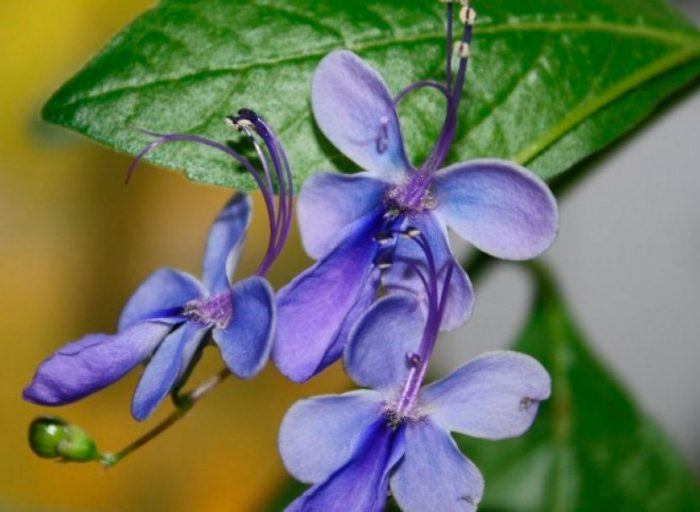 Clerodendrum uganda