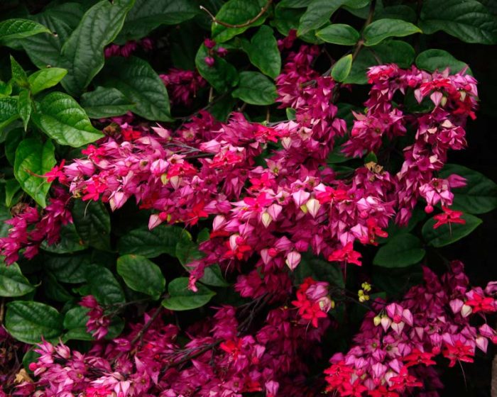 Clerodendrum magnificum