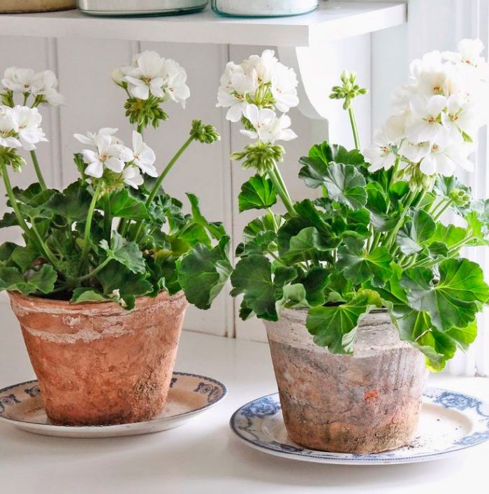 Geranio - foto, cuidados, especies, descripción, propagación, planta de interior