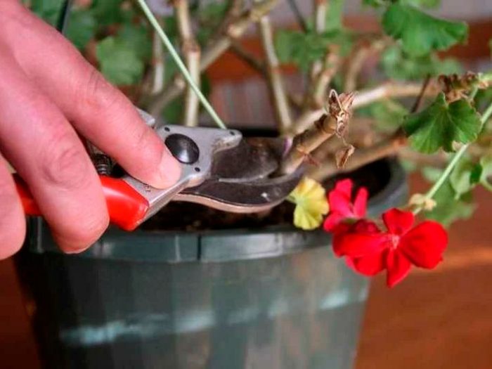 Geranio - foto, cuidados, especies, descripción, propagación, planta de interior