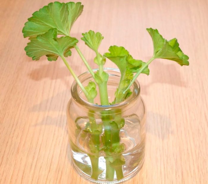 Geranio - foto, cuidados, especies, descripción, propagación, planta de interior