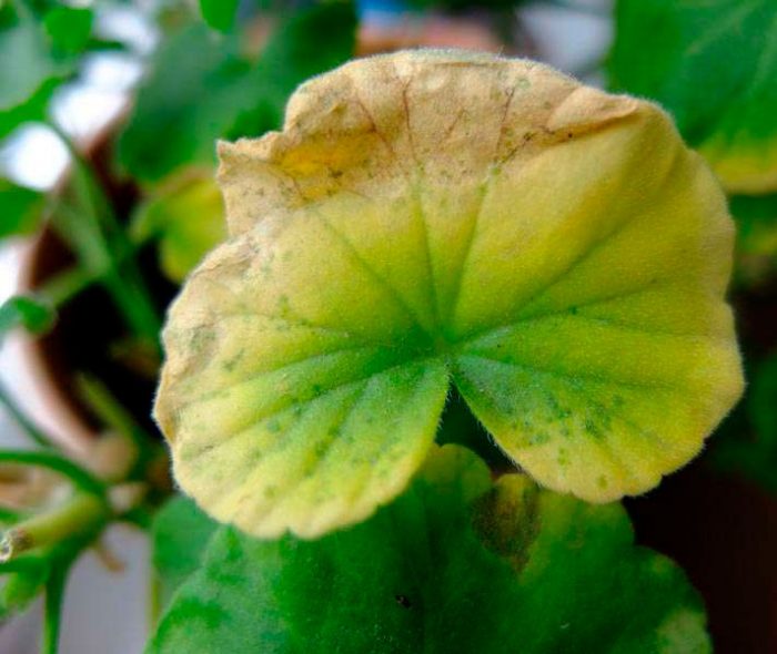 Geranio - foto, cuidados, especies, descripción, propagación, planta de interior